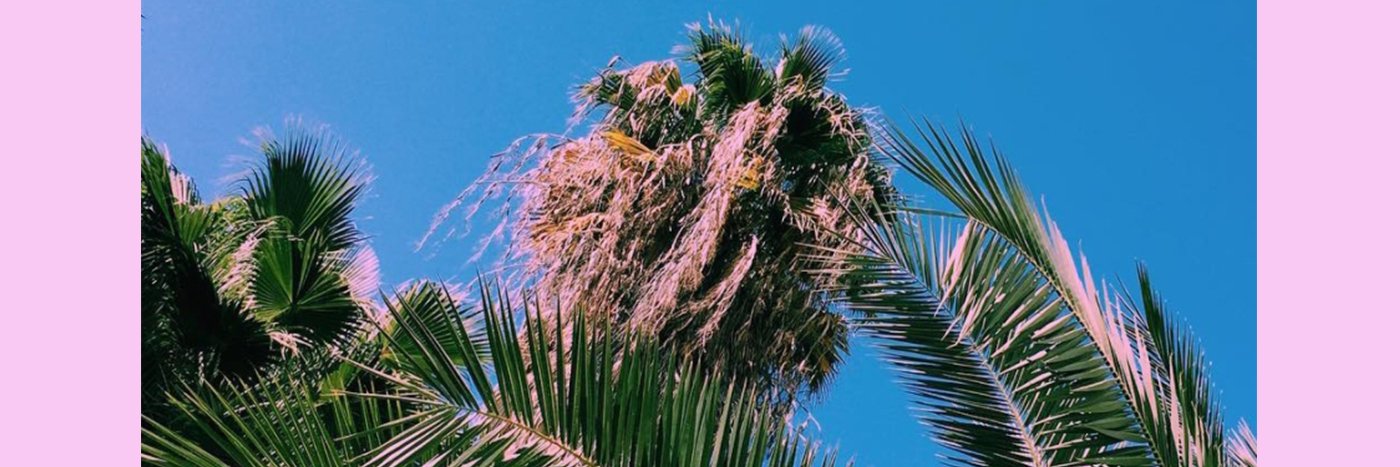 palm_voyage's profile banner image