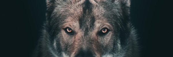 willcronous Profile Banner