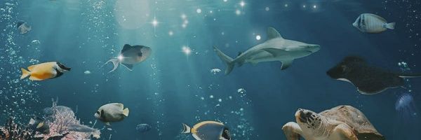 miya_ga6 Profile Banner