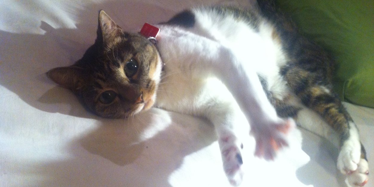 petMignon's profile banner image