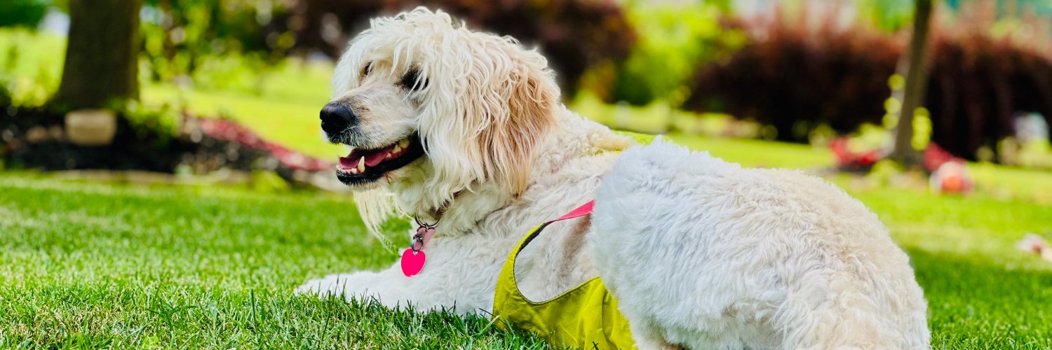 Mike Mohammad banner