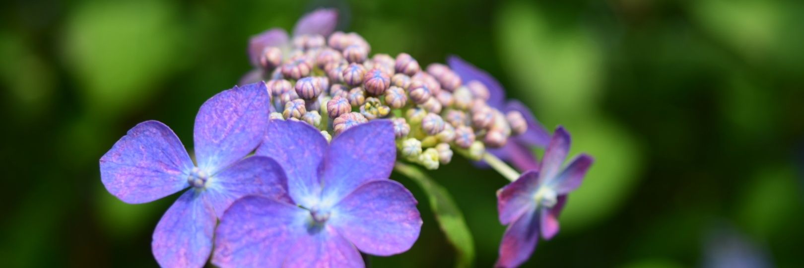 HaruPin_Ika's profile banner image