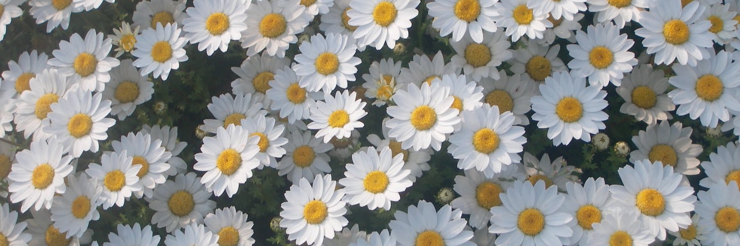 Isabelllla_Rose's profile banner image