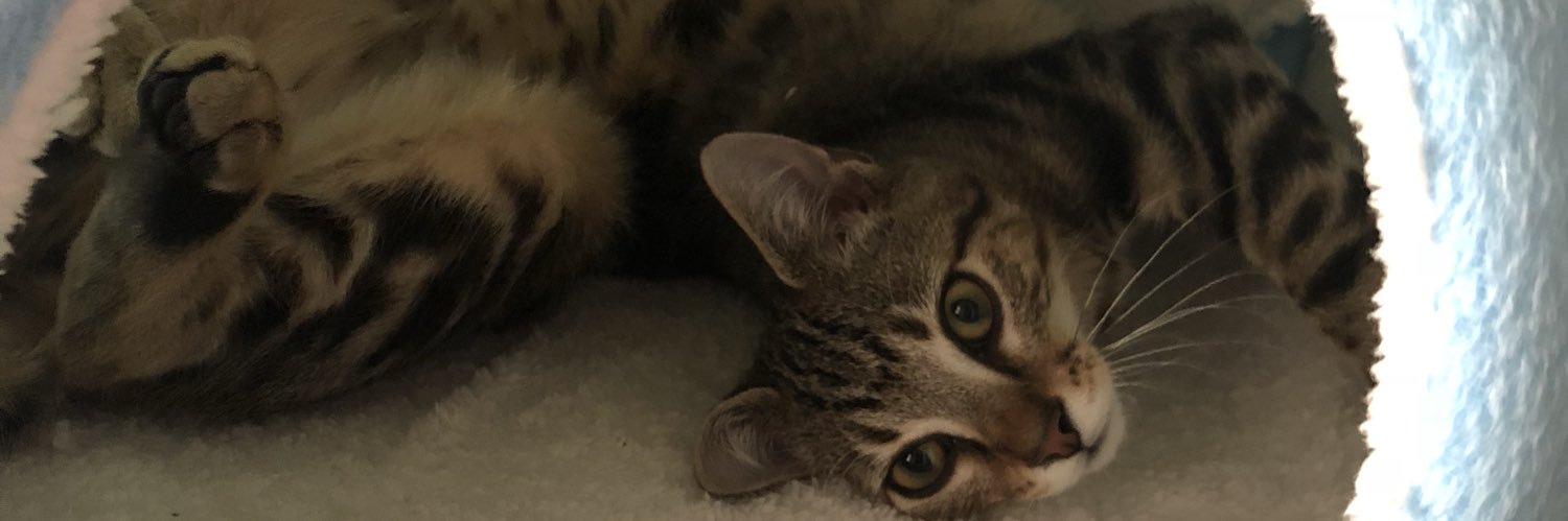 gracerox11's profile banner image