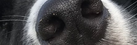 Declan Mac Hugh banner