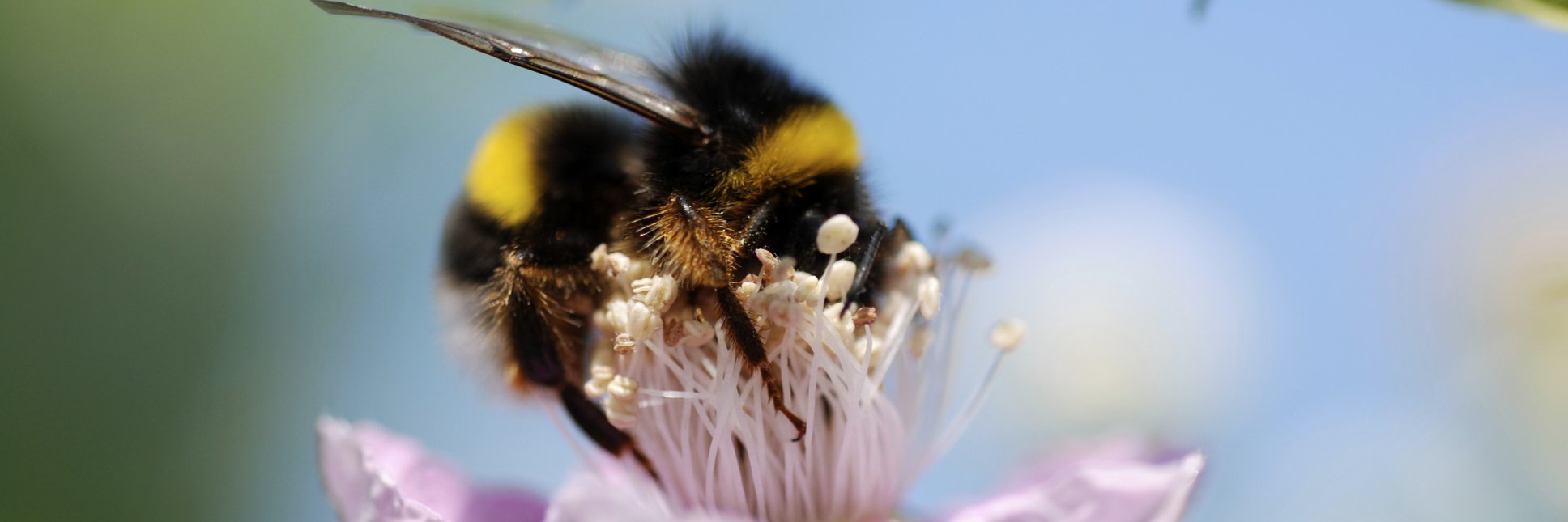 Harrison Training banner