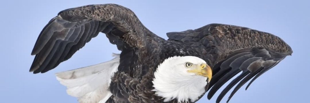 Justice Chieftain banner