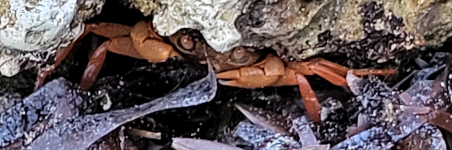 Martial Heart banner