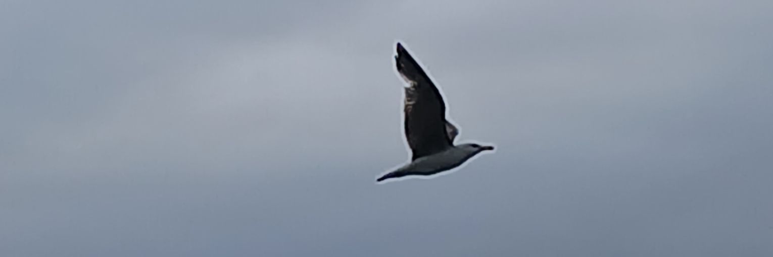 compagnon.yanis.tignard banner