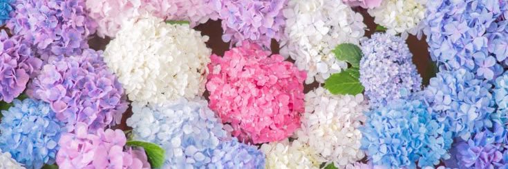 Izu_97🍉 banner