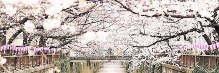 sakurabe's profile banner image