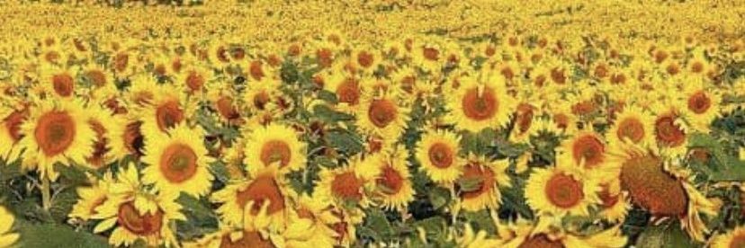 🧡Susan Israel 🪃🐨🇮🇱 🎗️🕯️🇺🇦 banner