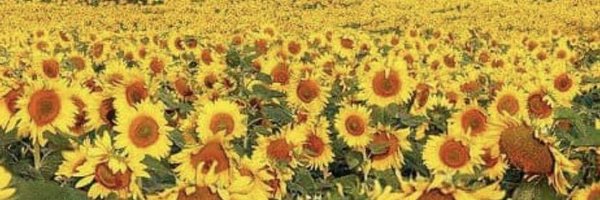 bondi_izzy Profile Banner