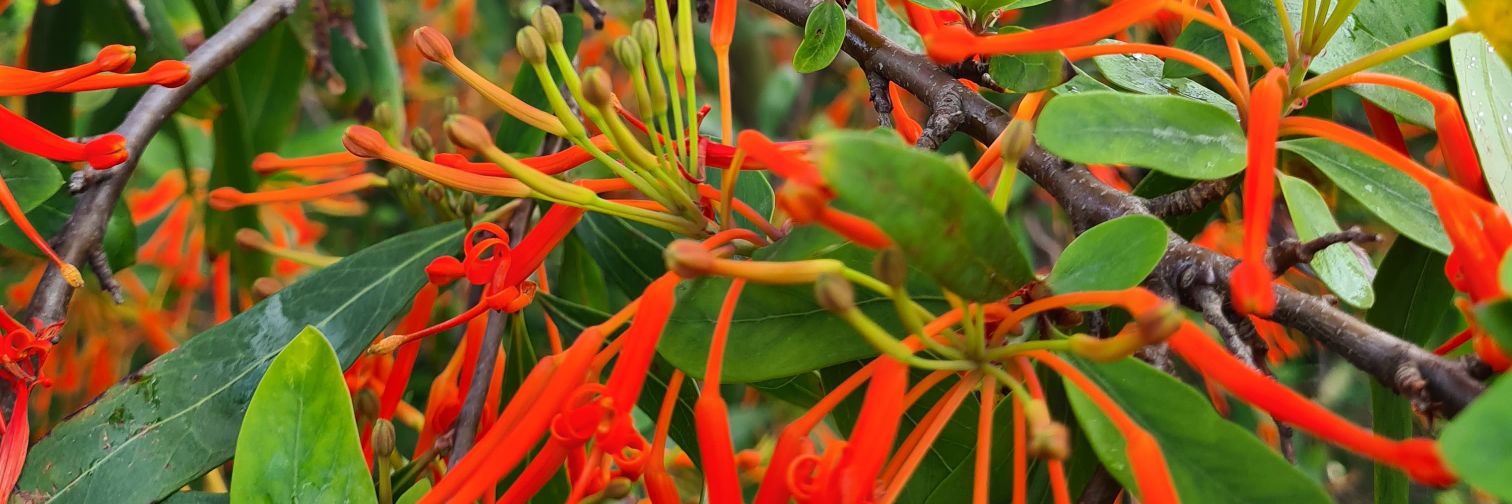 Dr Stuart RF King banner