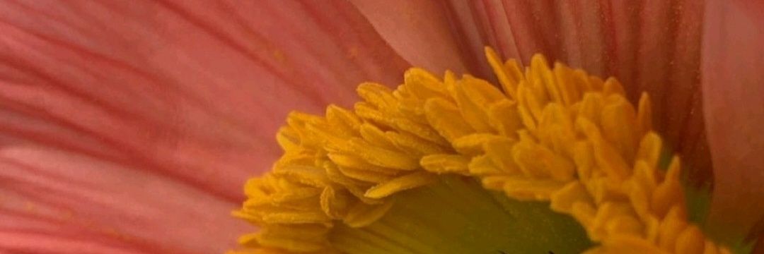 IssisLop's profile banner image