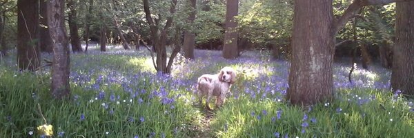 RebeccaBeans Profile Banner