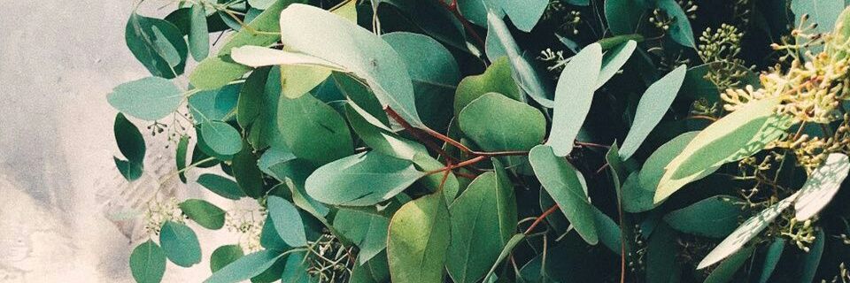 алёна фокс 🌙 banner