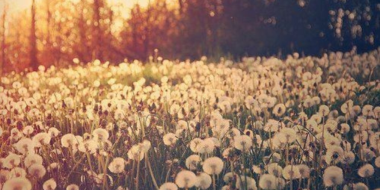 MailiErdbeere's profile banner image