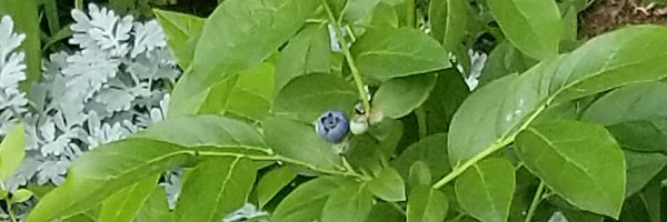 _nuotio_ Profile Banner