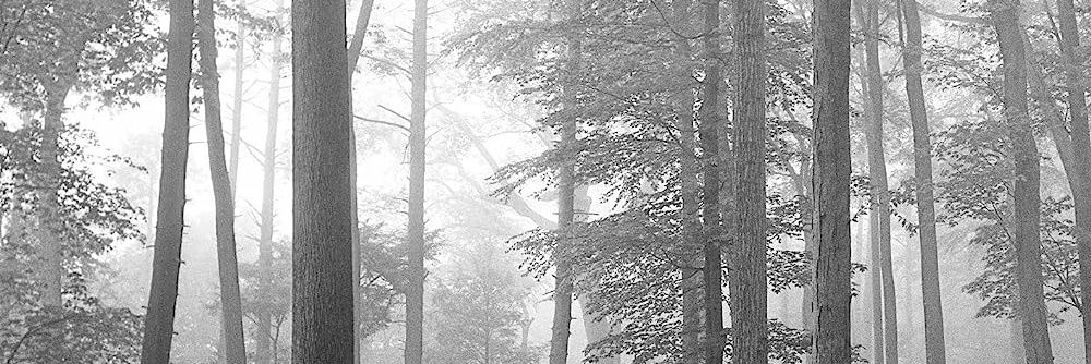 B☆ (💛🤍💜🖤) banner