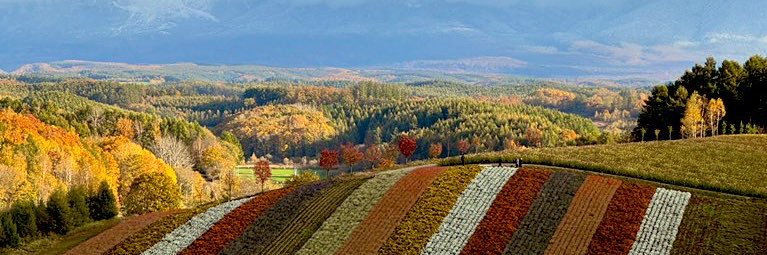 레이라/이류이카 banner