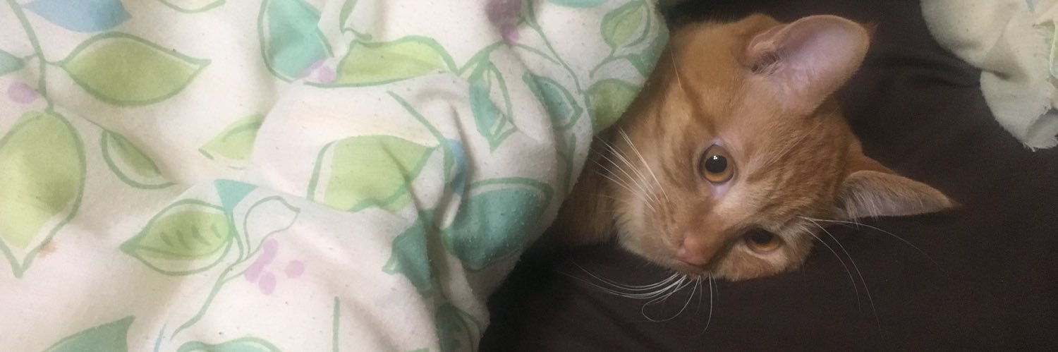 ドランスカーゴ banner