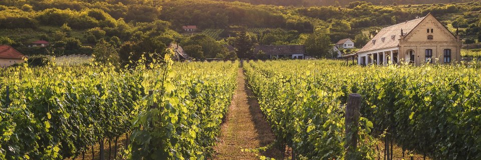 Viticulture Tips banner