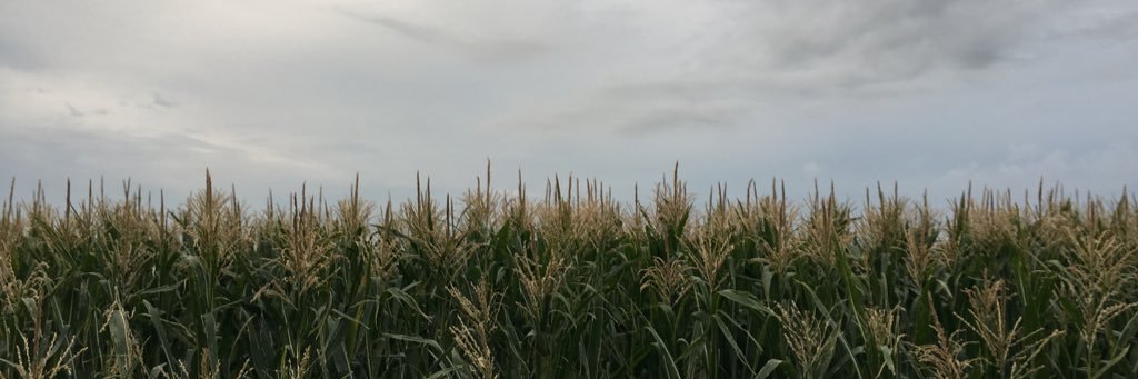 MechiHF's profile banner image