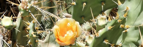 ceciloule Profile Banner