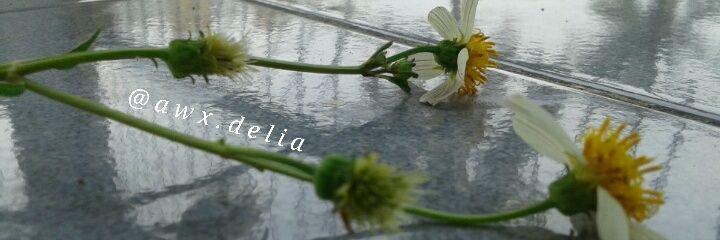 kak_adhel's profile banner image