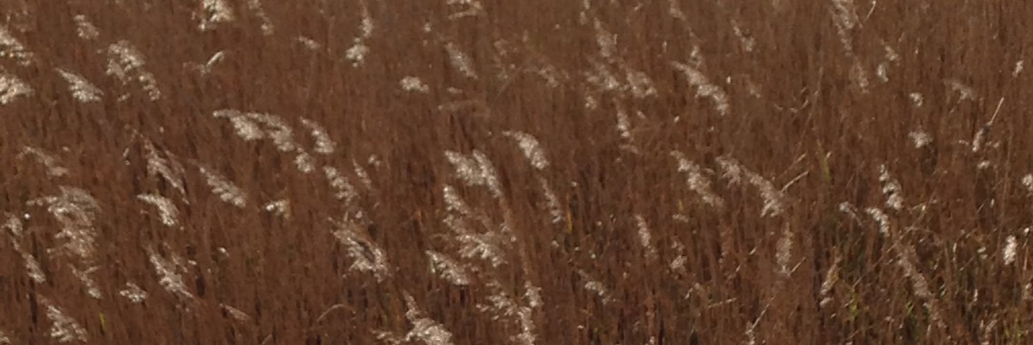 hambatroyd's profile banner image