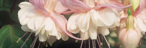 ˚₊‧꒰ა⚢໒꒱ ‧₊˚ banner