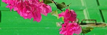 FLAVIAESTRELLA's profile banner image