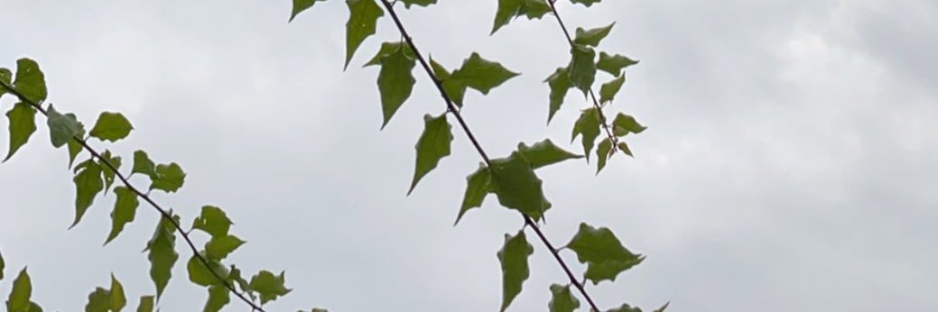 _Rmalm's profile banner image