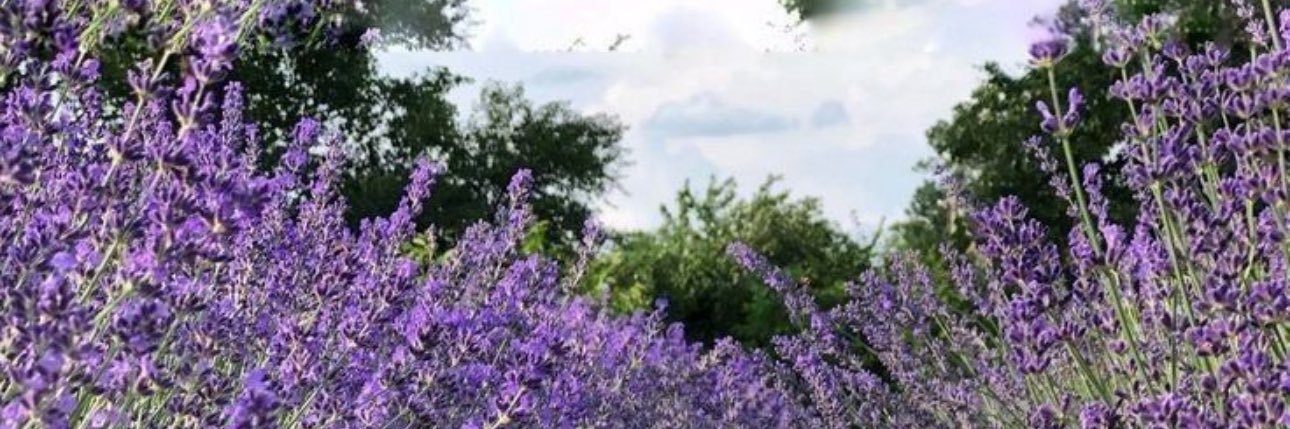 푸르린🦋's banner