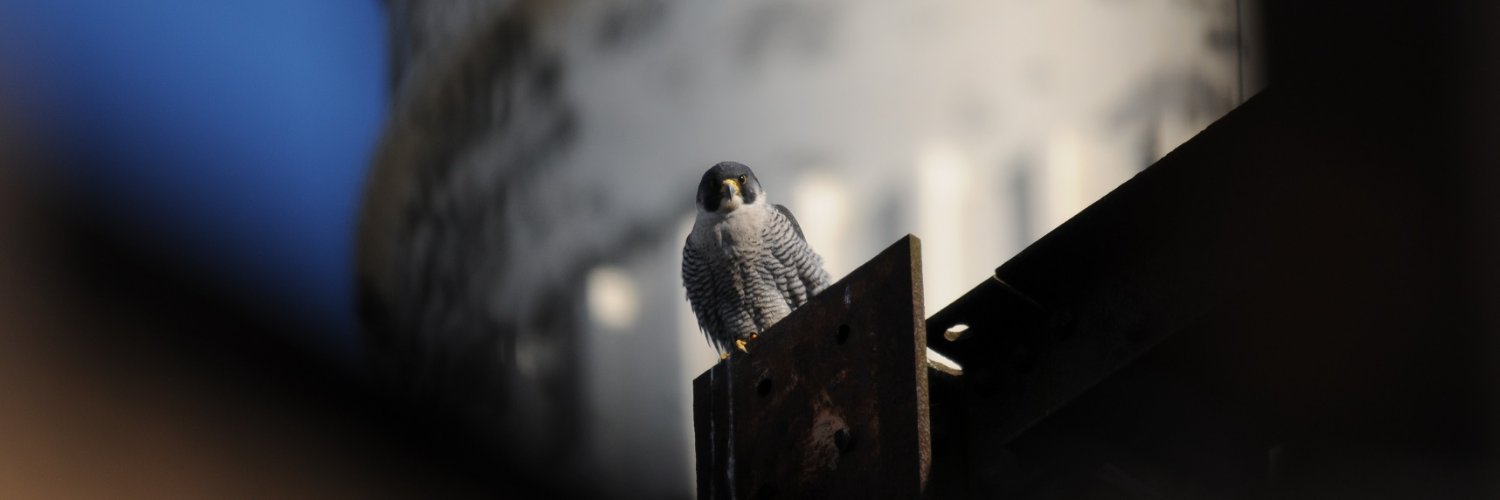 David Morrison banner