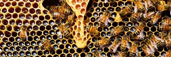 slowhoneybee Profile Banner