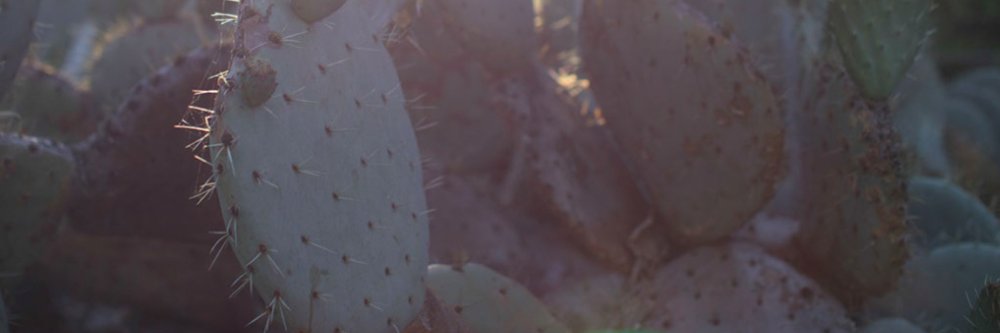 allieT_'s profile banner image