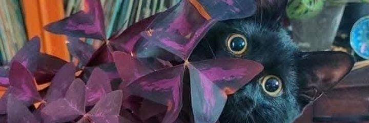 halllllio's profile banner image