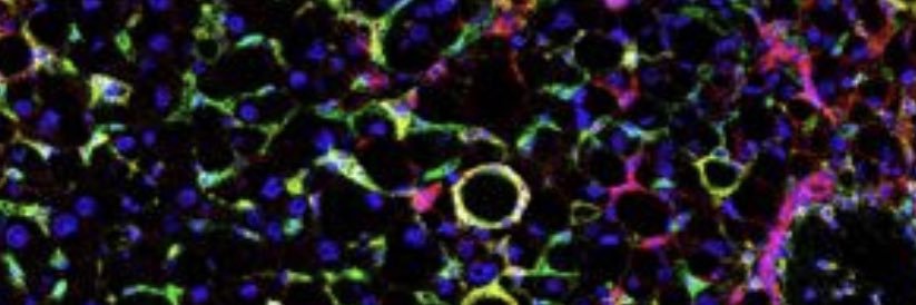 Deborah Keogh-Stroka banner