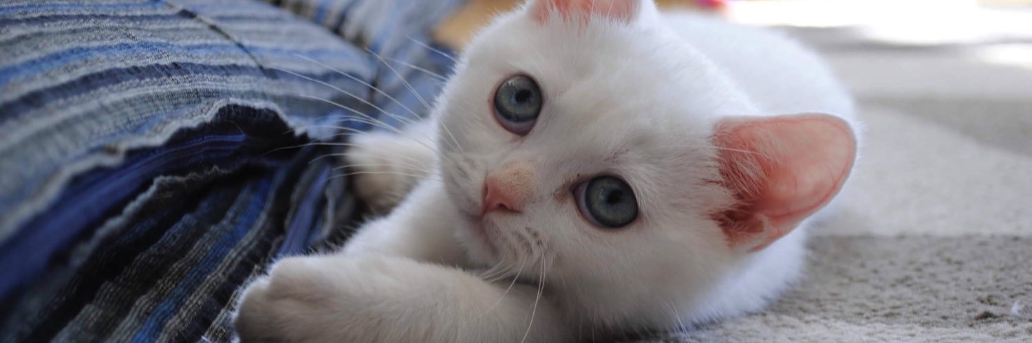 みずきち‎ᖛ ̫ ᖛ banner