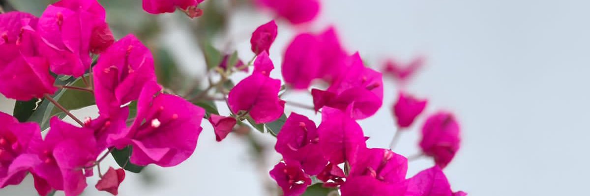 Almuwallad_A's profile banner image
