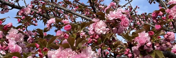 Sandraher17 Profile Banner