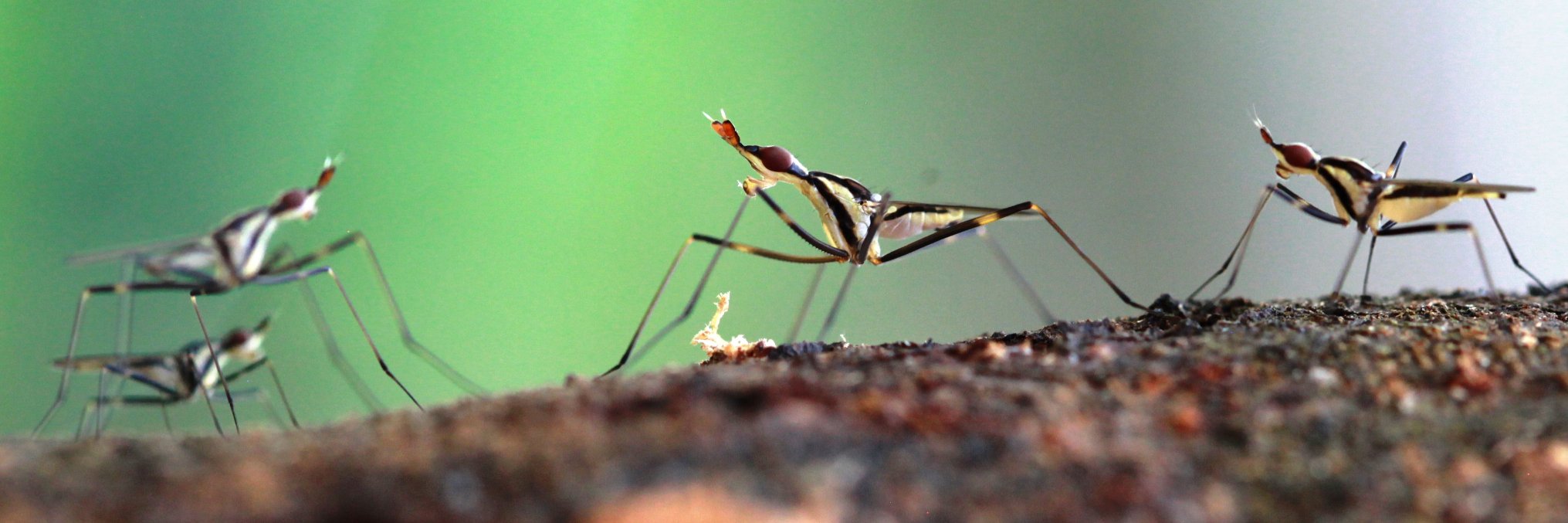 Dr Zachariah Wylde banner