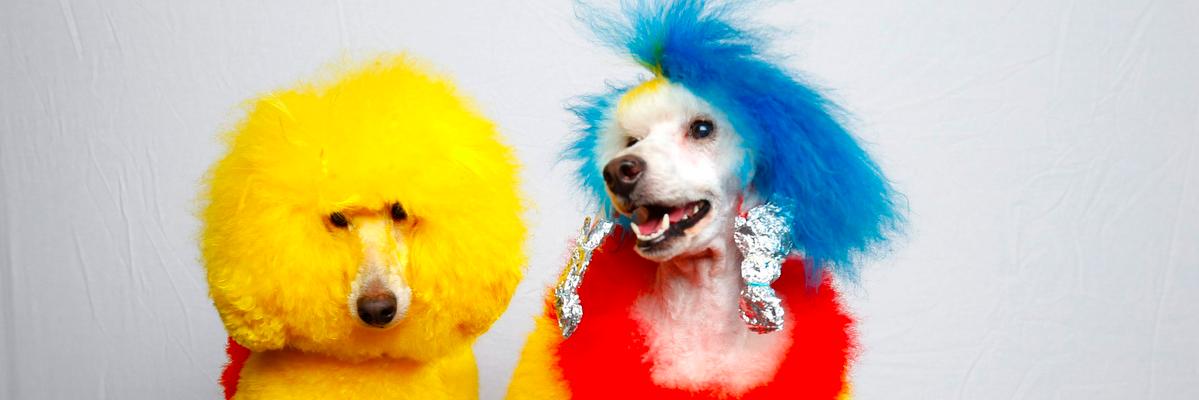 dario barbone banner