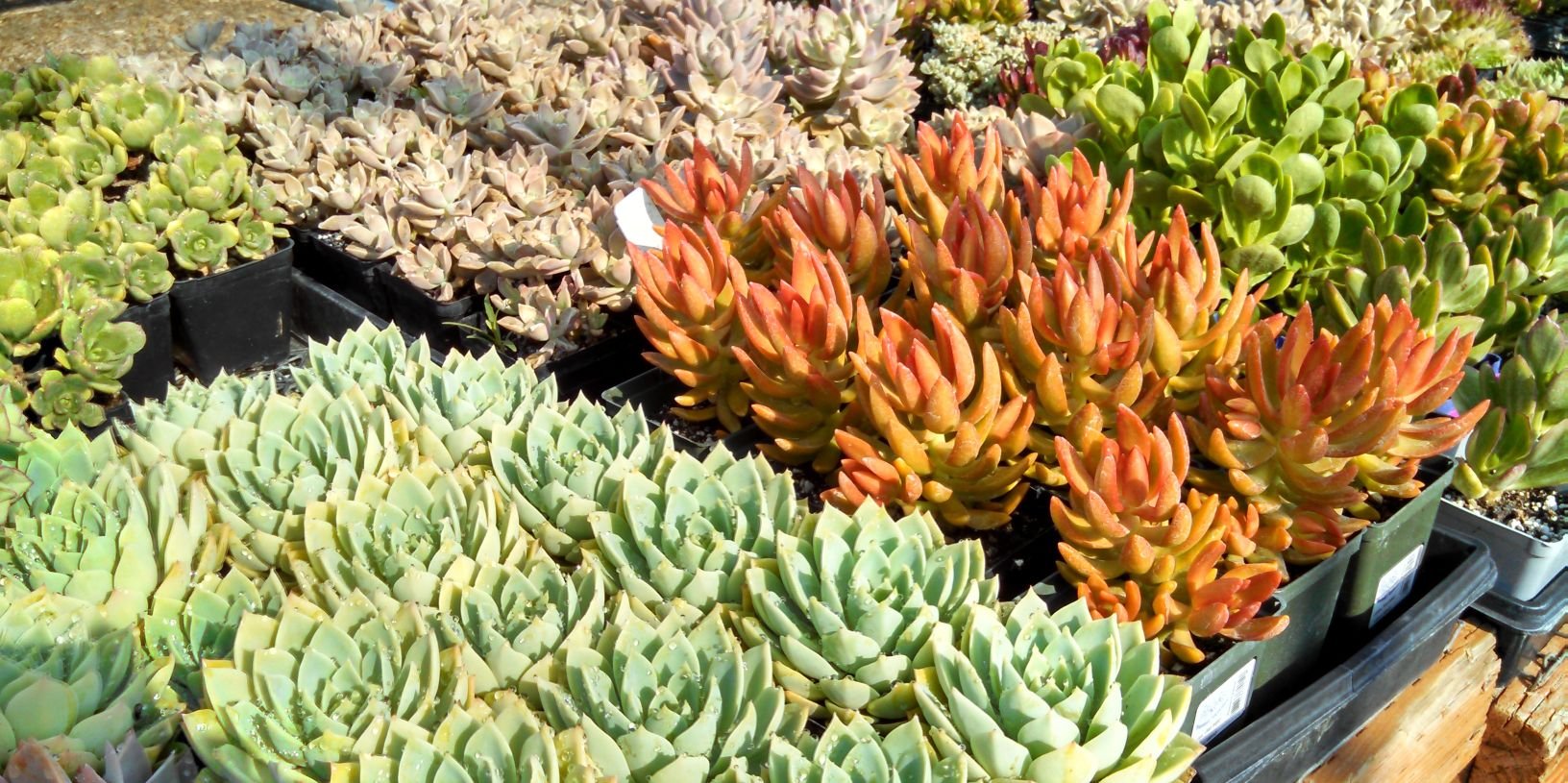 mrplantdr's profile banner image
