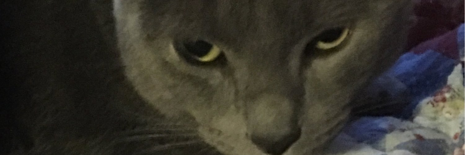 TamomoRealness's profile banner image