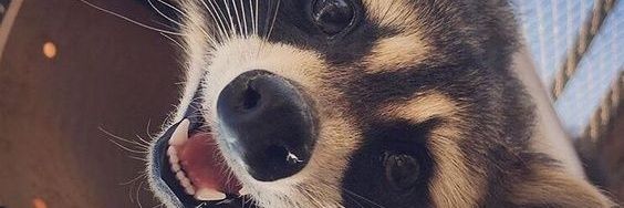 RhayGS's profile banner image