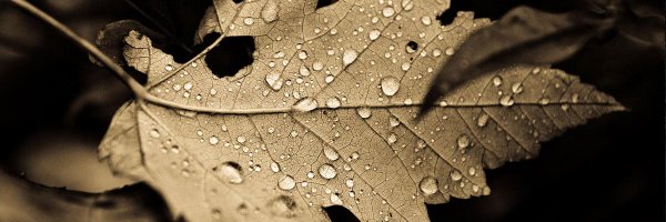 evworldeditor Profile Banner