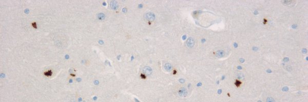 dieter_edbauer Profile Banner